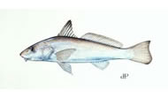 Gulf Kingfish