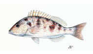 Pigfish